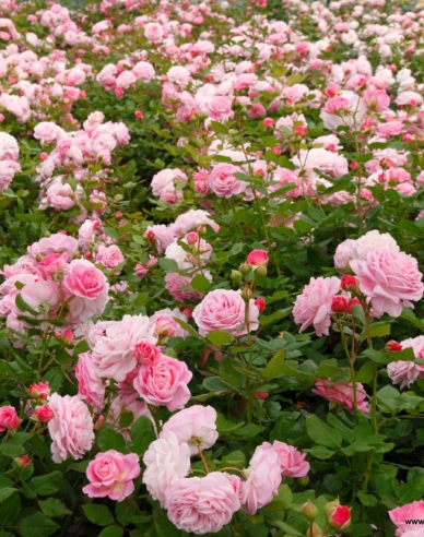 Růže Rosengrafin Marie Henriette