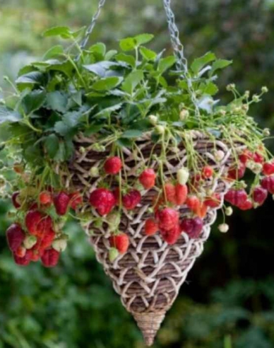 Jahodník ´Mara de Bois´ staloplodící