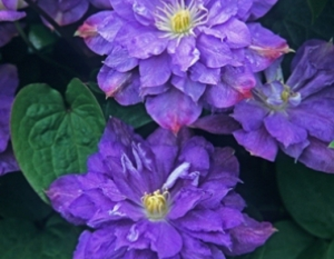Clematis Blue Explosion