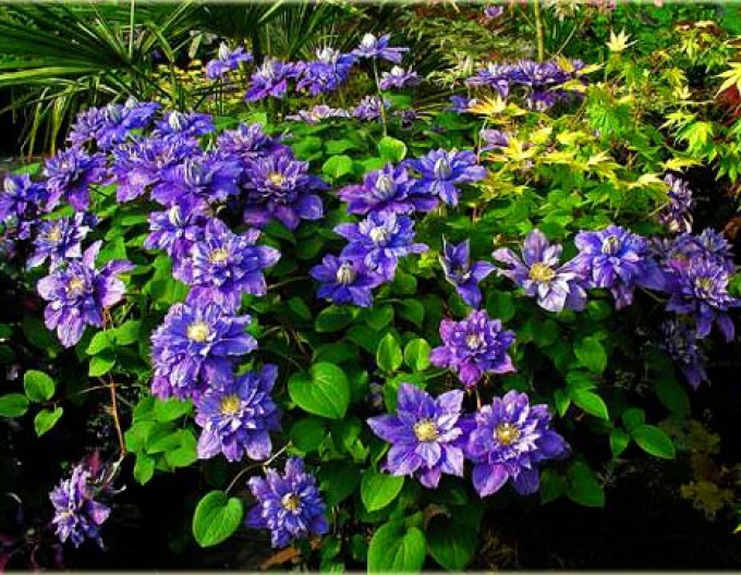 Clematis Blue Explosion