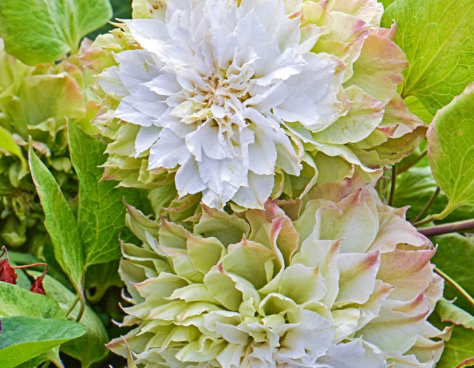 Clematis ´Midori´