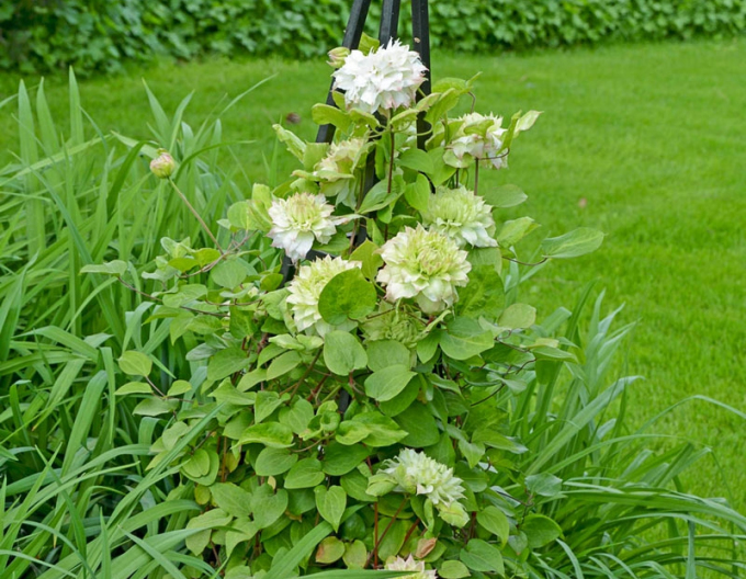 Clematis ´Midori´