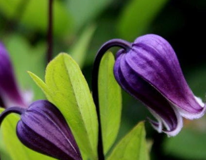 Clematis Sophie