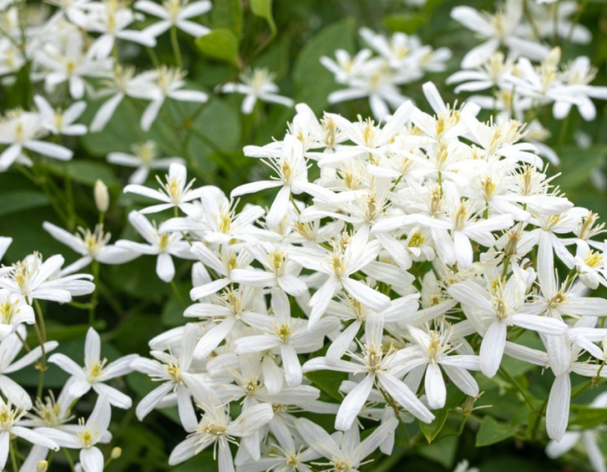 Clematis ´Early Snow´