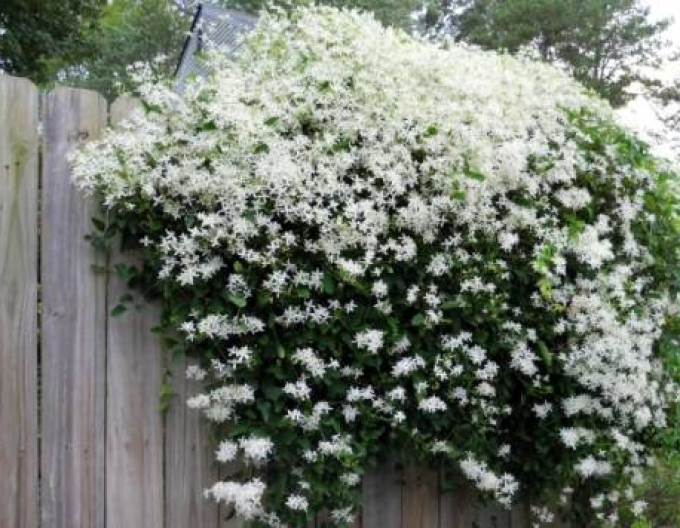 Clematis ´Early Snow´