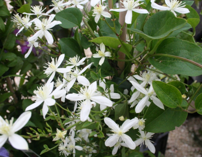 Clematis ´Early Snow´