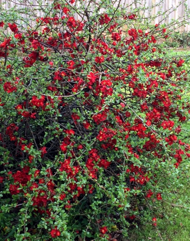 Kdoulovec japonský ’Cido’