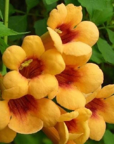 Trubač popínavý ´Judy´