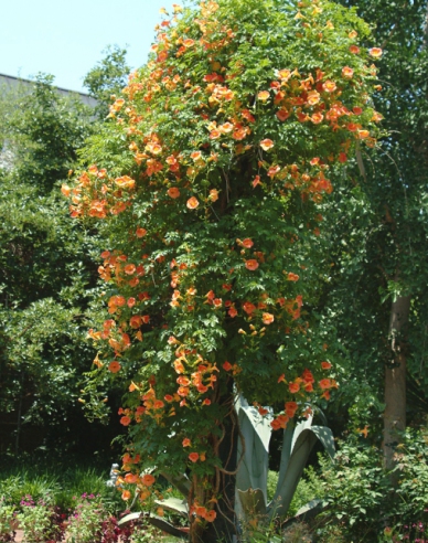 Trubač popínavý ´Judy´