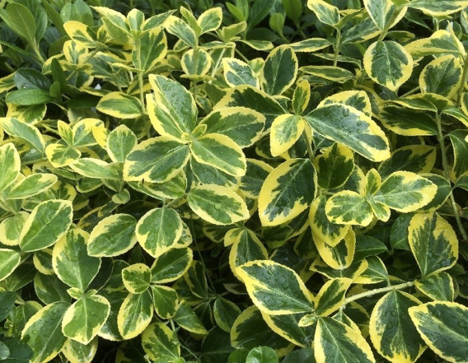 Fortunas fortune Canadale Gold