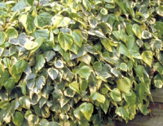 Břečťan kavkazský ´Dentata Variegata´