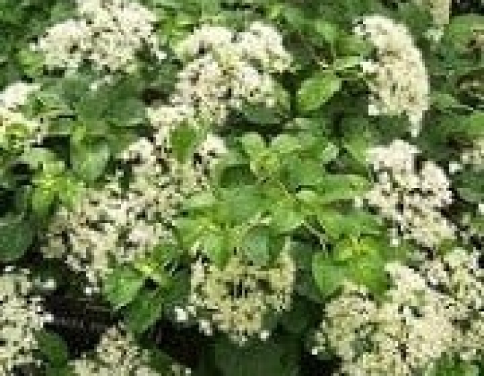 Hortenzie Mirranda