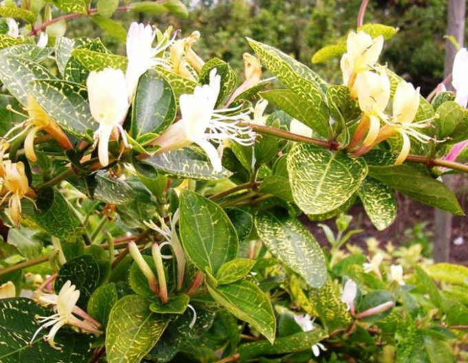 Zimolez japonský ´Aureoreticulata ´