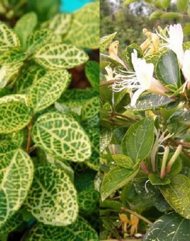 Zimolez japonský ´Aureoreticulata ´