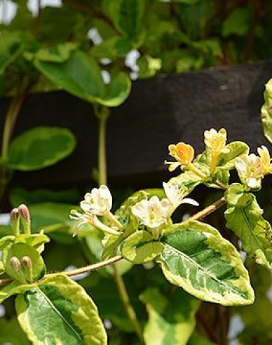 Zimolez japonský ´Kogel - Mogel´