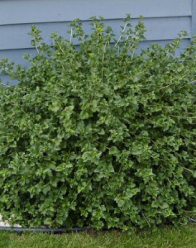 Alpský rybíz Green Mood