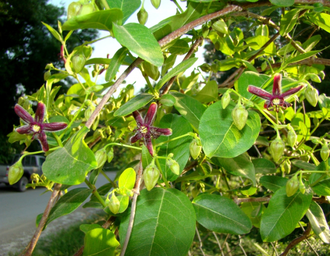 Svidina obecná