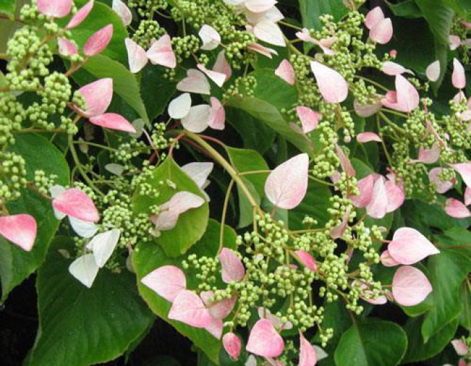 Schizophragma hydrangeoides ´Roseum´
