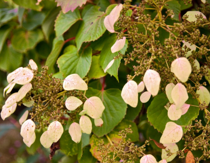 Schizophragma hydrangeoides ´Roseum´