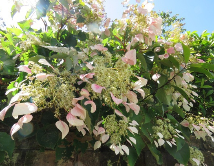 Schizophragma hydrangeoides ´Roseum´