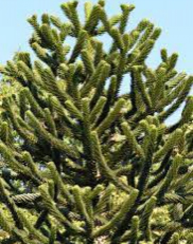 Araukárie andská 40/50cm