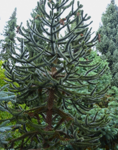 Araukárie andská 40/50cm