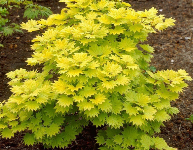 Javor shirasawanum Aureum