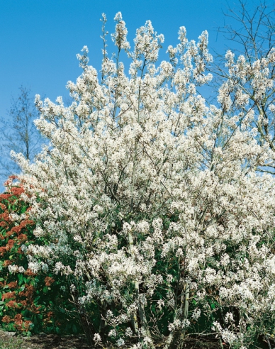 Muchovník Lamarkův 100/125cm