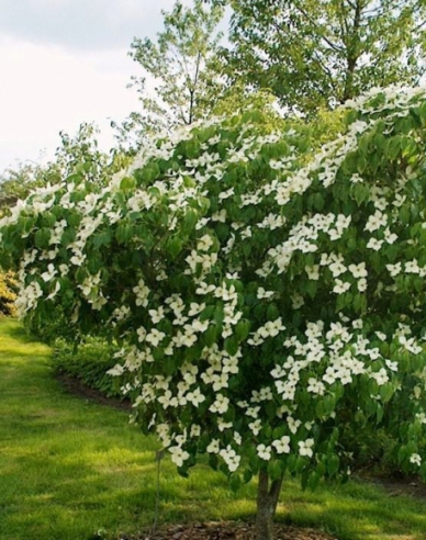 Dřín japonský China Girl (Cornus cousa China Girl)