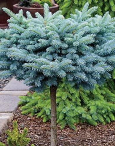 Smrk  "Glauca Globosa"