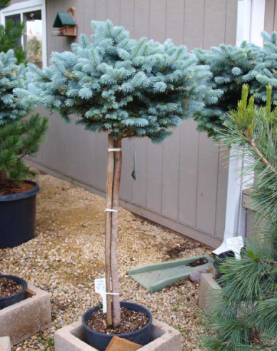 Smrk  "Glauca Globosa"