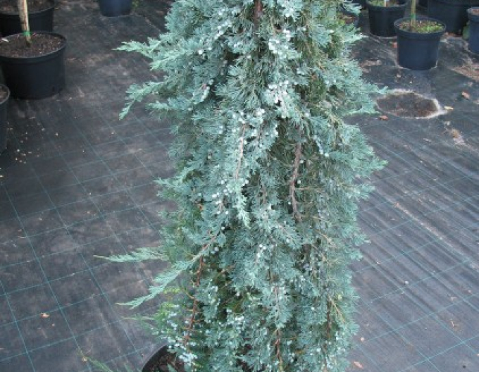 Jalovec Wiltonii