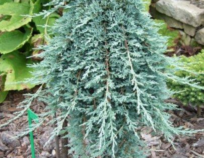 Jalovec Wiltonii