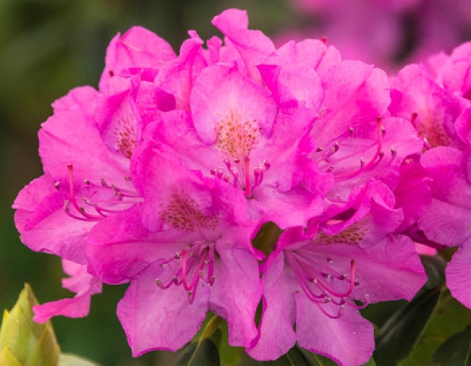 Rhododendron ´Englisch Roseum´