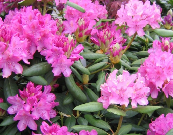 Rhododendron ´Englisch Roseum´