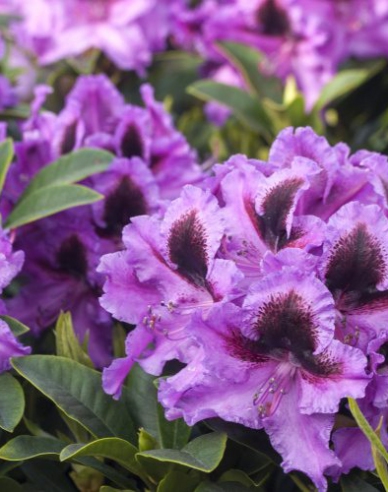 Pěnišník Graal Muritz