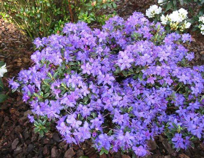 Pěnišník Saint Merryn
