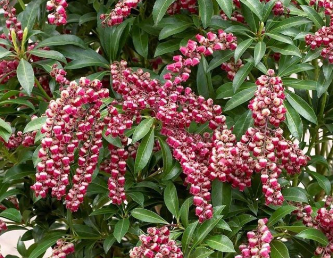 Pieris japonský ´Passion´