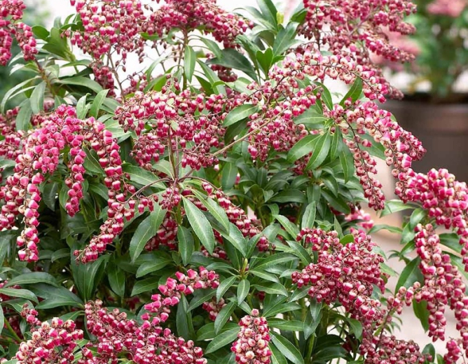Pieris japonský ´Passion´