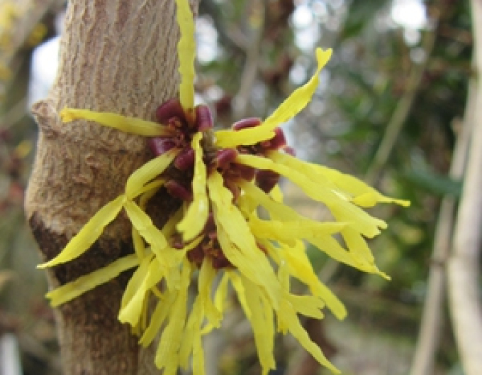 Hamamelis intermedia ´Westerstede´