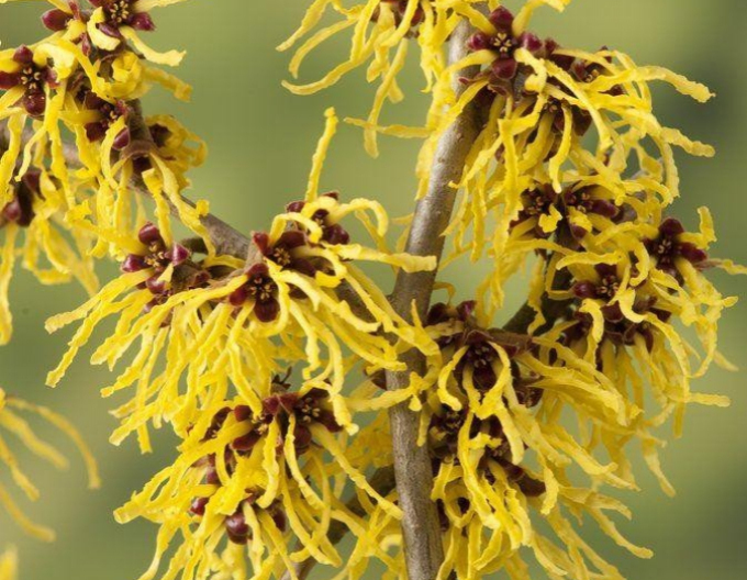 Hamamelis intermedia ´Westerstede´