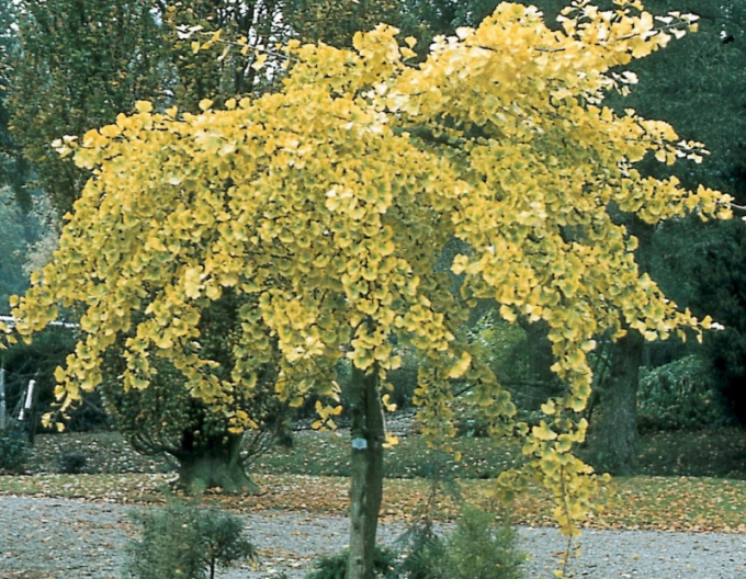 Ginkgo biloba ´Pendula´