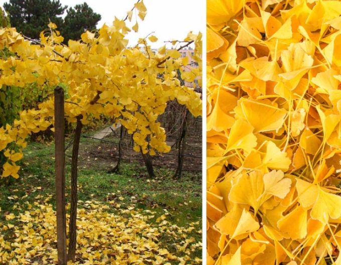 Ginkgo biloba ´Pendula´