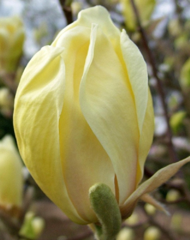 Magnolie ´Yellow Lantern´
