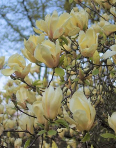 Magnolie ´Yellow Lantern´