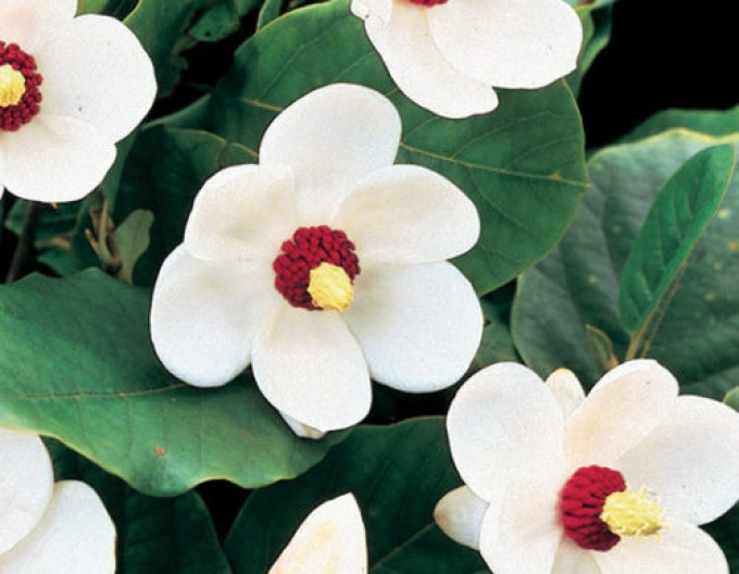 Magnolie Sieboldii