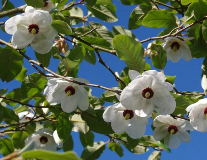 Magnolie Sieboldii