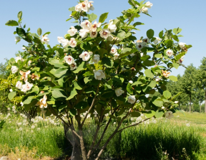 Magnolie Sieboldii