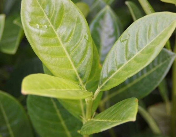 Laurel Laurel ´Green Torch´