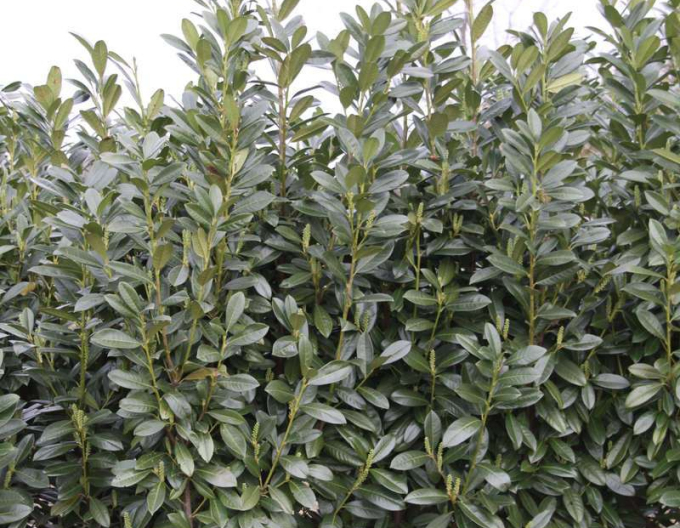 Laurel Laurel ´Green Torch´